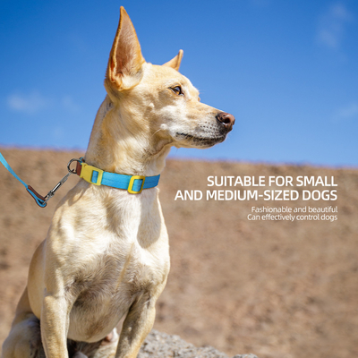 Pet Lightweight Multicolor Anti-Escape Pet Collar And Leash Set For Training Walking Dogs